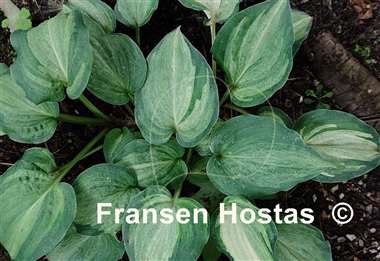 Hosta Ghost Spirit